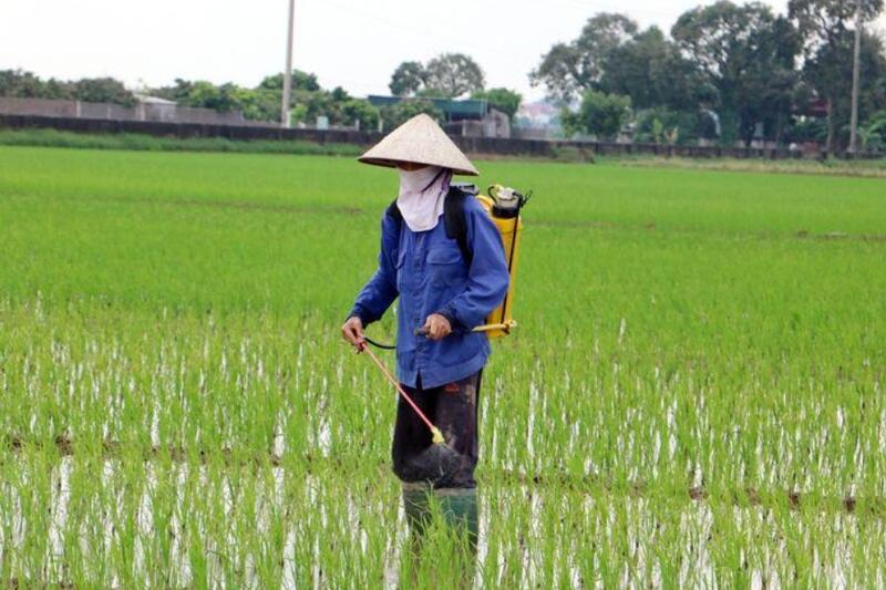 Thành phố Tuyên Quang tập trung chăm sóc lúa vụ mùa năm 2022