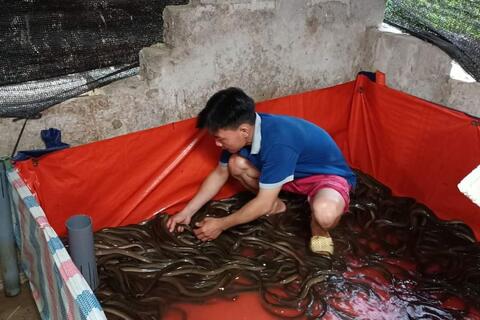Hướng đi mới với mô hình nuôi Lươn không bùn ở xã Thái Long